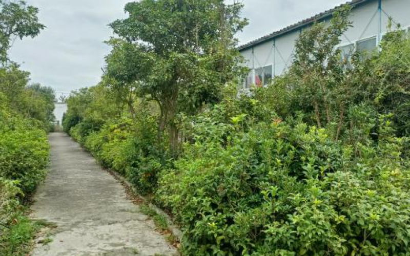 貴安新區(qū)臨時(shí)行政中心林(苗)木處置